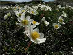 Dryas octopetala heath * Troms * 3680 x 2760 * (2.62MB)